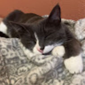 Meet your Posher, Lily